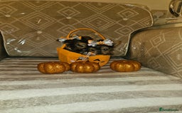 Yorkshire Terrier dogs for sale: Yorkshire terrier puppies  - Image 21