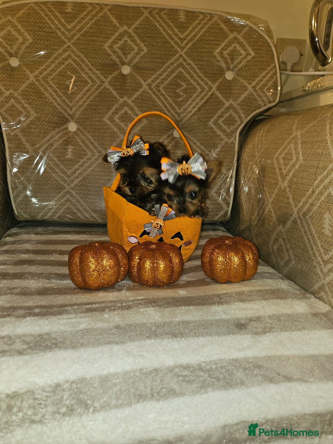 Yorkshire Terrier dogs for sale: Yorkshire terrier puppies  - Image 21