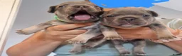 French Bulldog dogs for sale: 8 newborn frenchies  - Advert 20