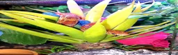 Corn Snake reptiles for sale: Corn snakes forsale 2025 corn snakes 2026 clutches - Advert 24
