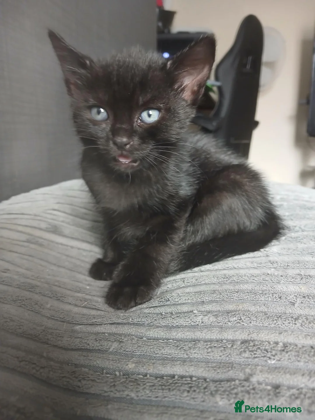 Mixed Breed cats for sale: Loving and Playful kittens - Advert 2
