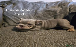 Mixed Breed dogs for sale: Tri English bulldog French mix (frenglish) - Image 18