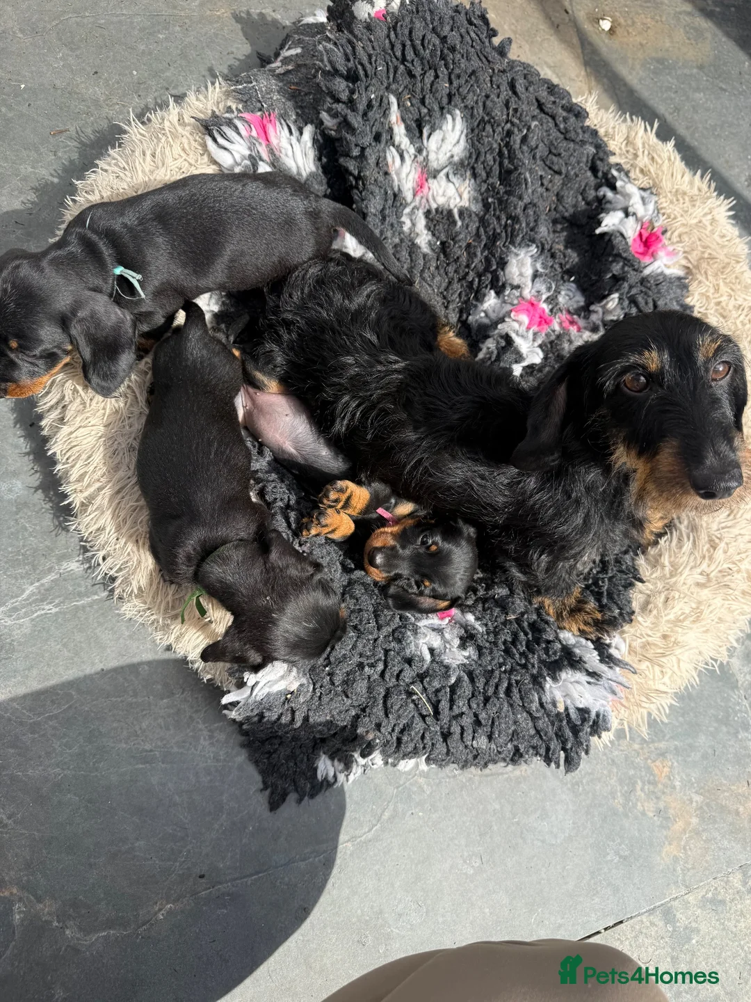 Miniature Dachshund dogs for sale: Last little miniature wiredhaired male  - Advert 2