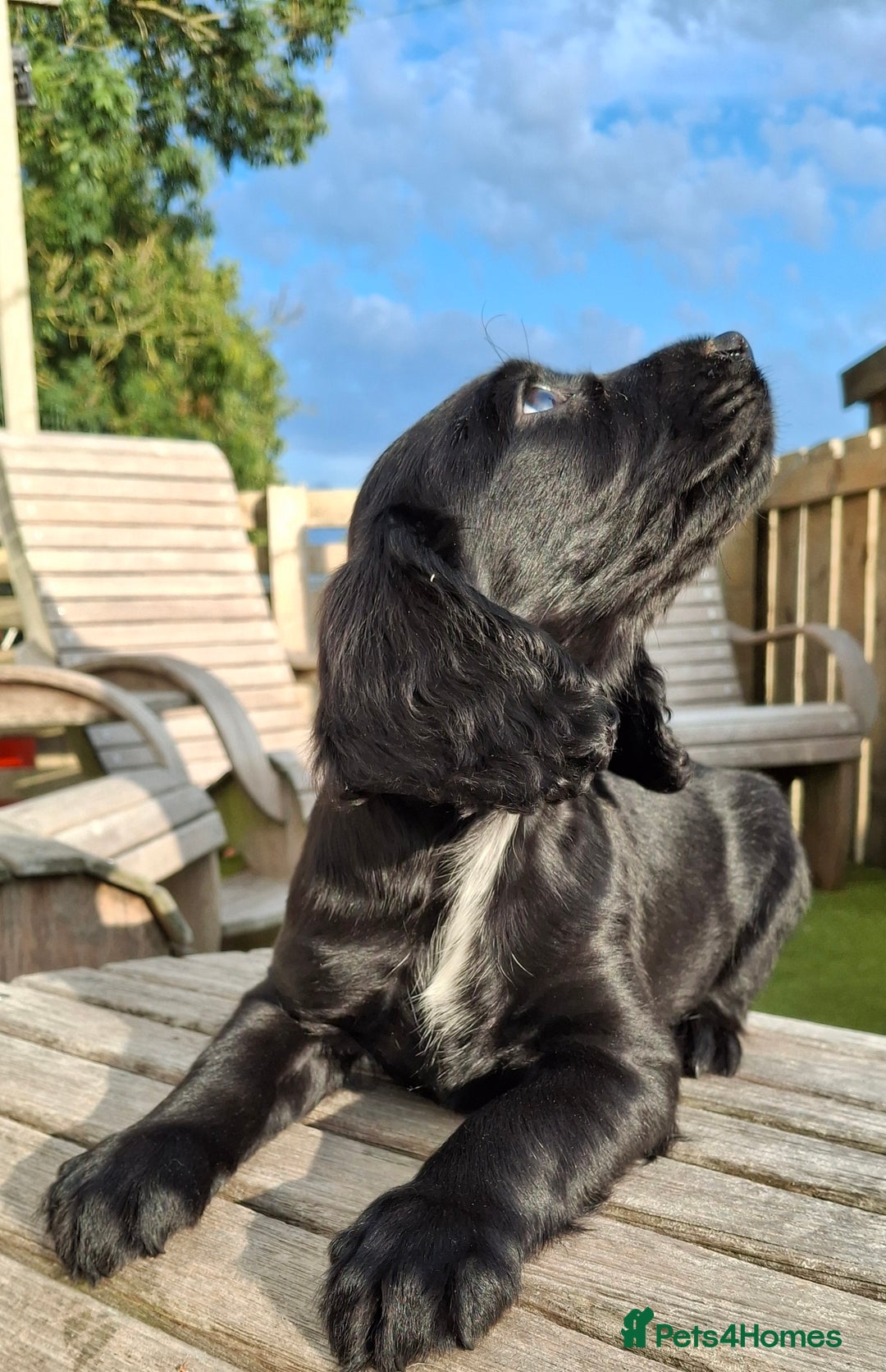Cocker Spaniel dogs for sale: Cocker Spaniel puppies  - Image 4