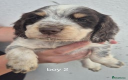 Sprocker dogs for sale: ONLY 1 LEFT Beautiful sprocker spaniel puppies - Image 2