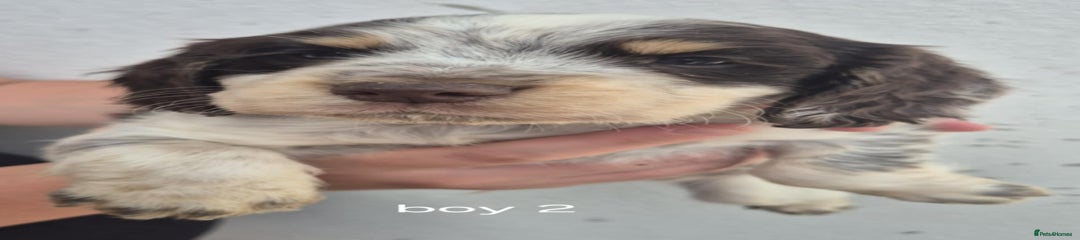 Boy 2