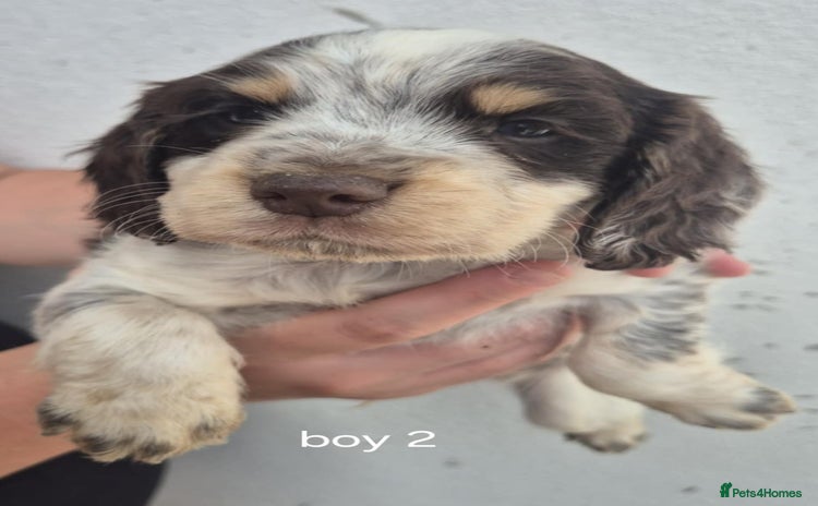 Sprocker dogs - Advert 1