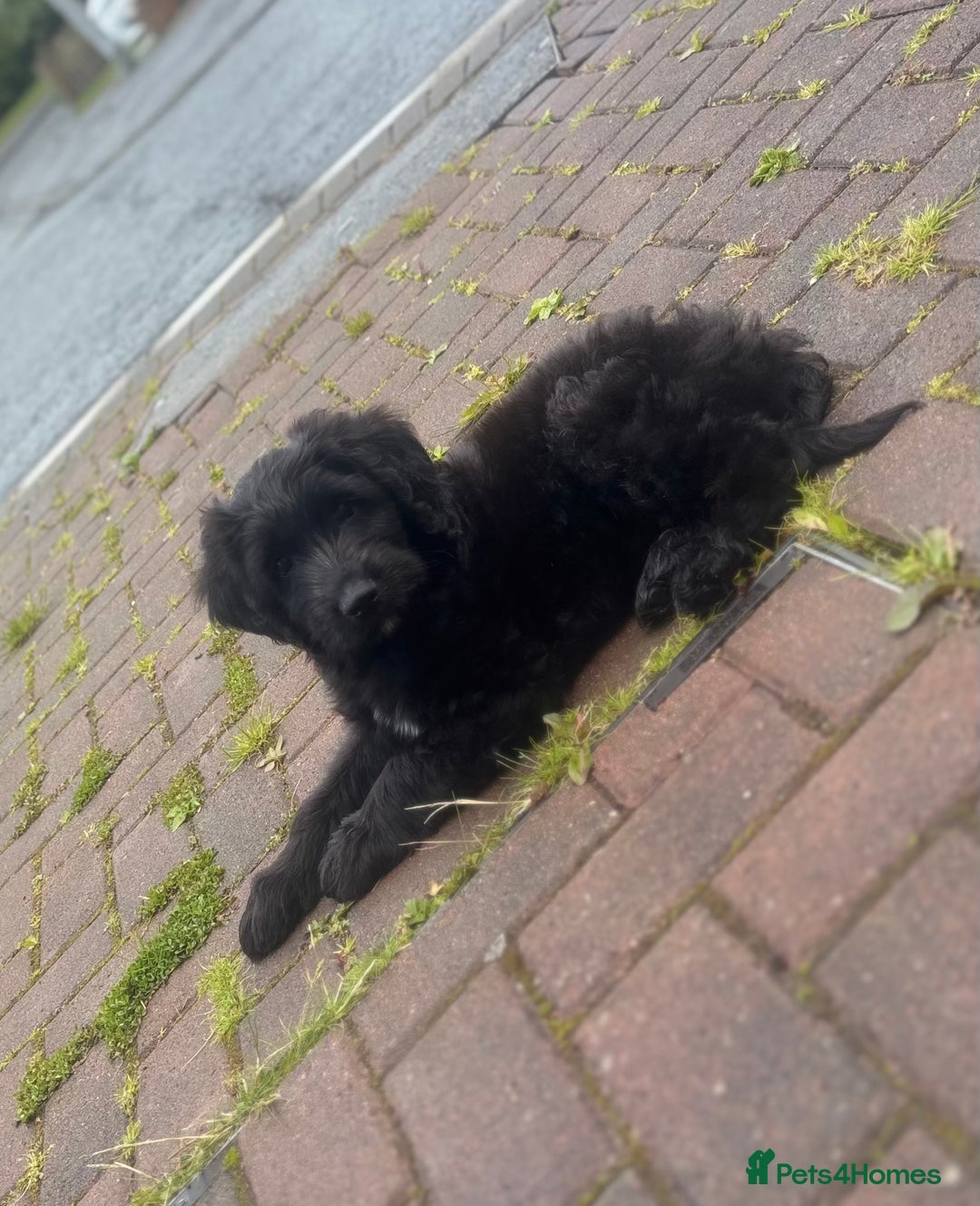 Labradoodle dogs for sale: Male labradoodle - Image 9