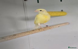 Canaries birds for sale: Beautiful Canaries, Goldfinches, Zebras, Bengies!! - Image 10
