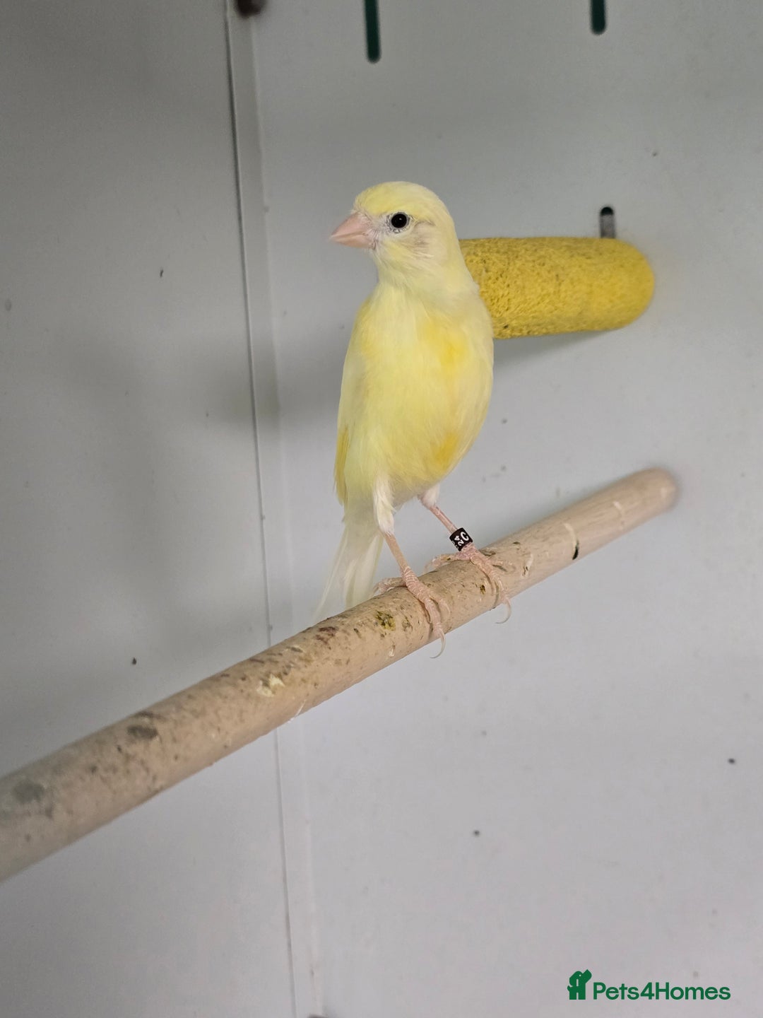 Canaries birds for sale: Beautiful Canaries, Goldfinches, Zebras, Bengies!! - Image 10