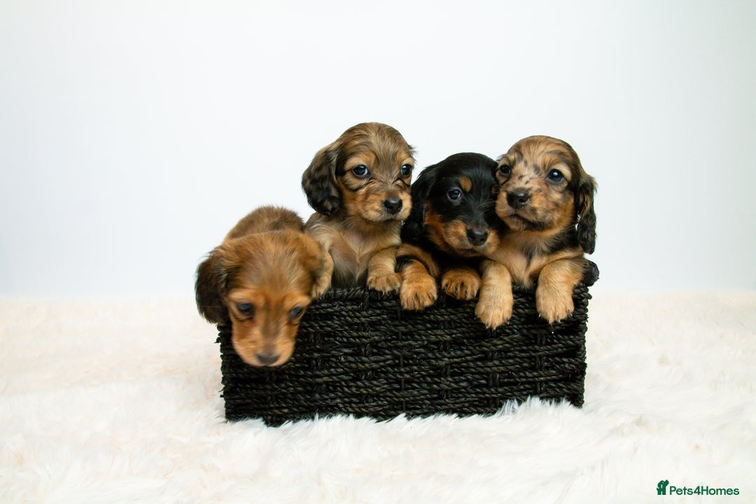 Miniature Dachshund dogs for sale: 5 Star licensed miniature Longhaired available  - Advert 2