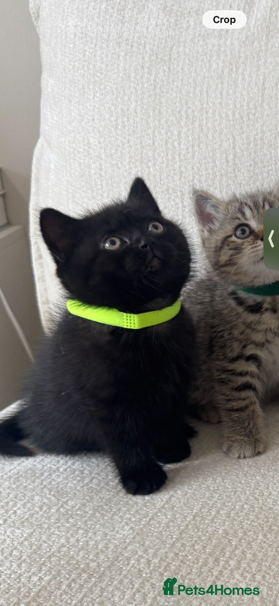 British Shorthair cats Black british shorthair kitten 1 girl left - Advert 1