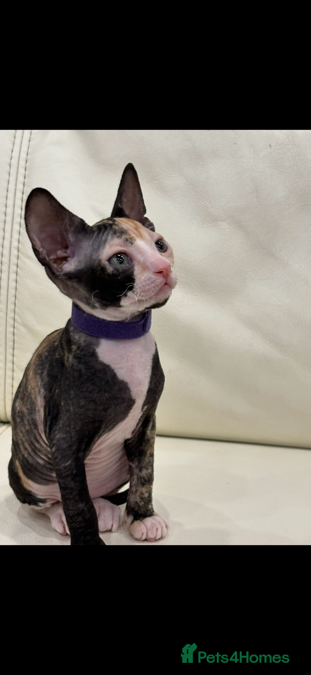 Sphynx cats for sale: Donskoy - Advert 27