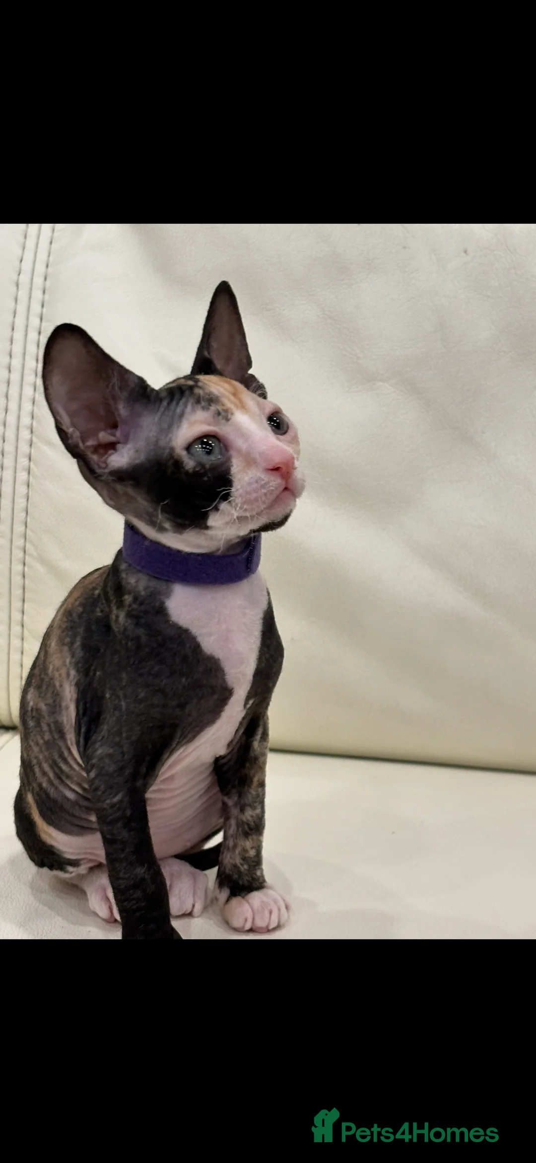Sphynx cats for sale: Donskoy - Advert 27