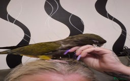 Parrots birds for sale: Patagonian conure - Image 6