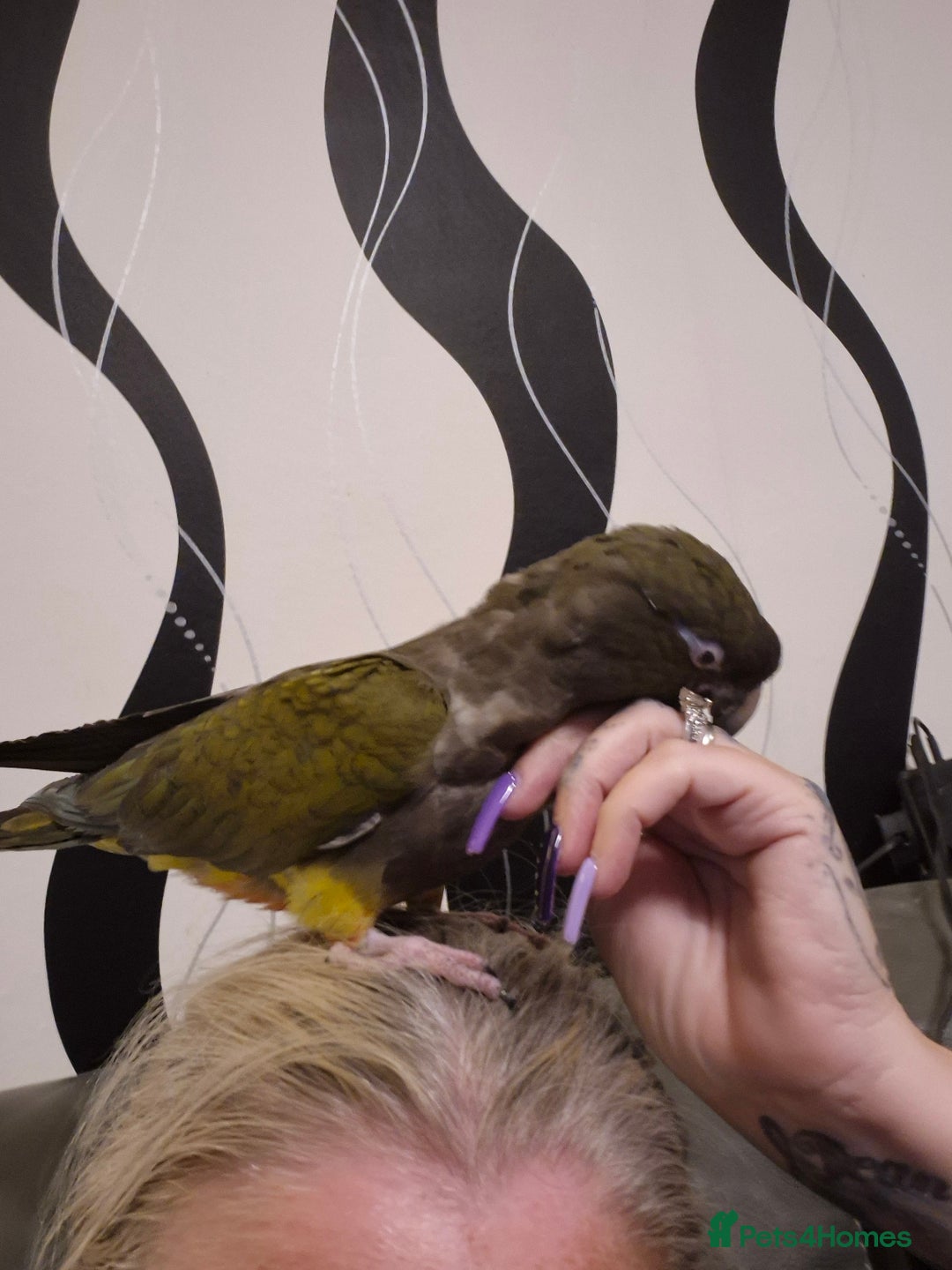 Parrots birds for sale: Patagonian conure - Image 6