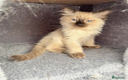 Ragdoll cats for sale: Sapphire's Ragdolls - Image 31