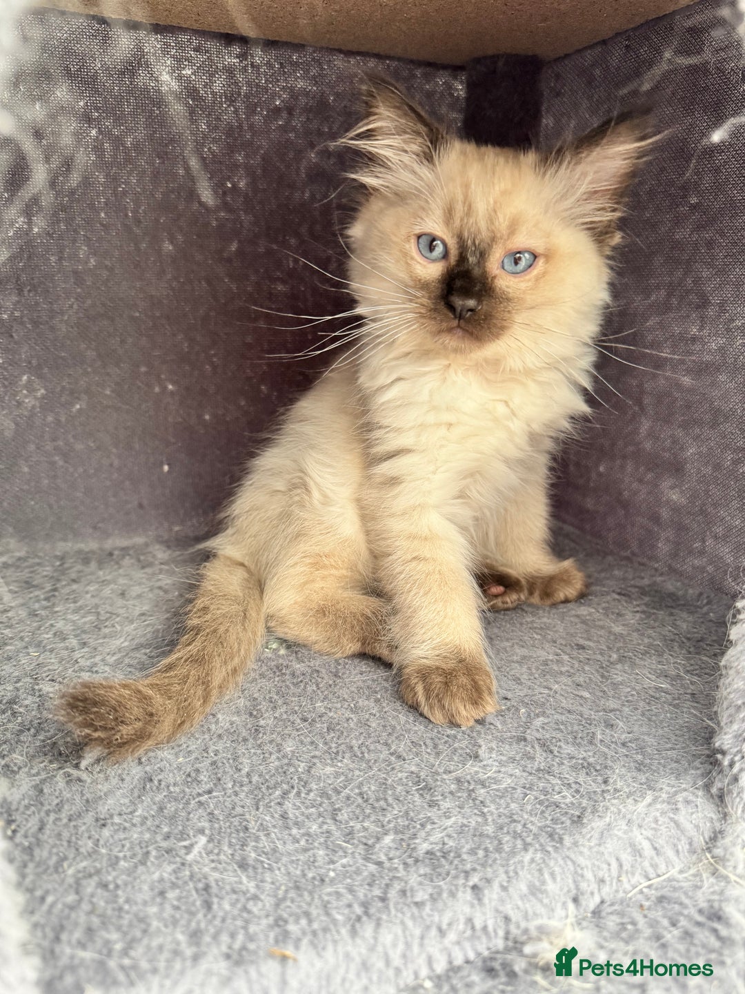 Ragdoll cats for sale: Sapphire's Ragdolls - Image 31