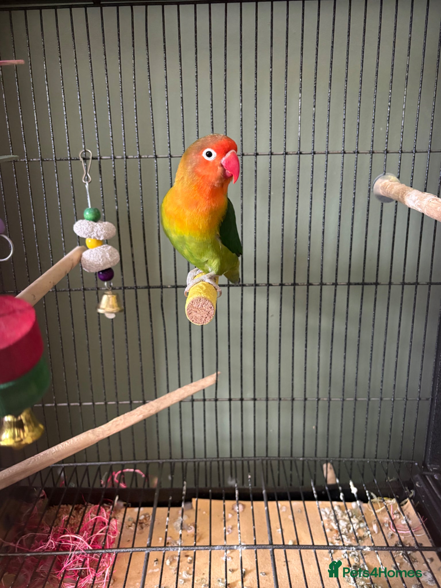 Lovebirds birds Lovebird bonded pair and a solo for rehome - Advert 13