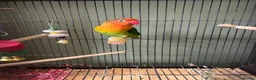 Lovebirds birds for sale: Lovebird bonded pair and a solo for rehome - Advert 1