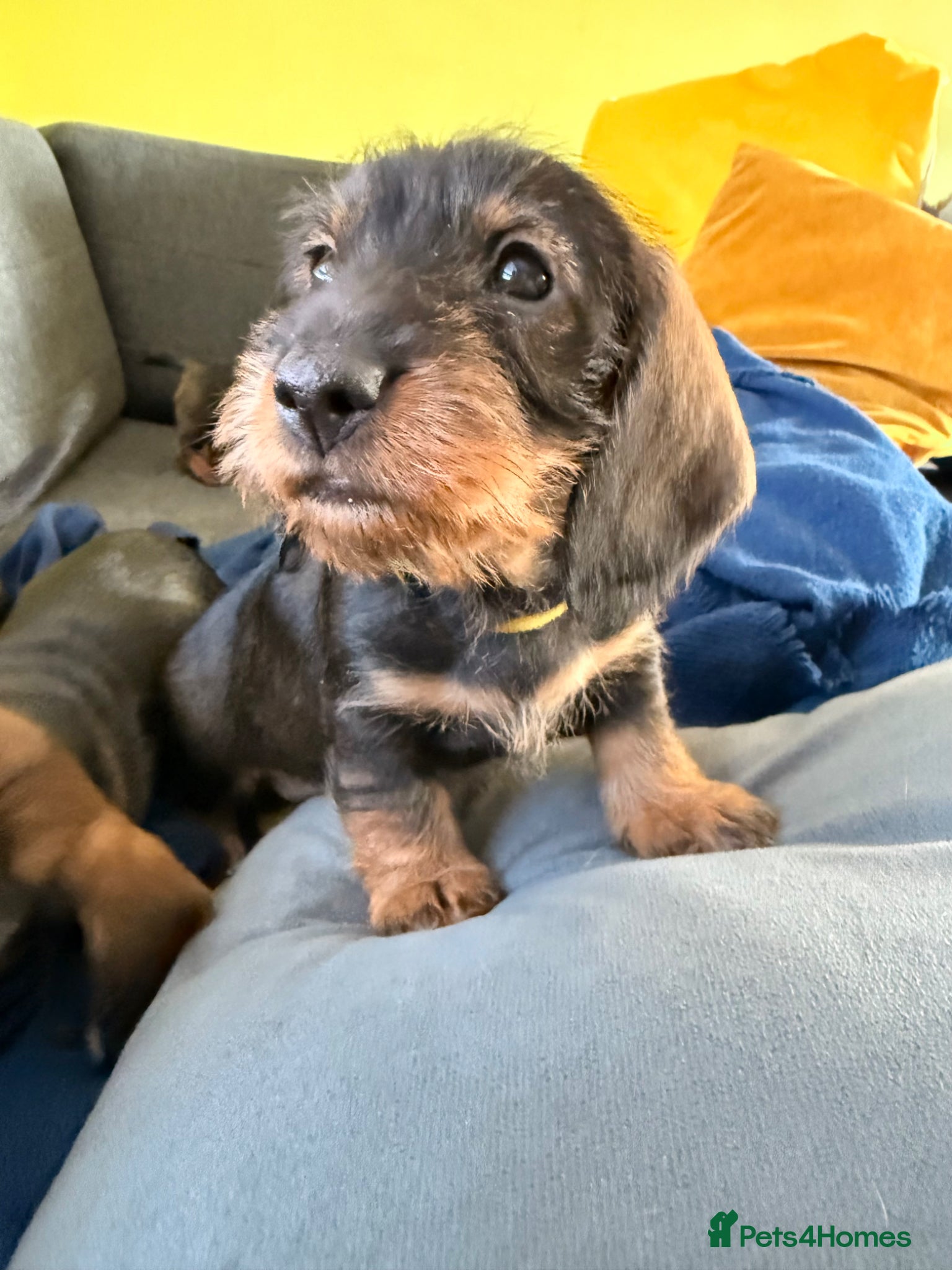 Dachshund dogs Standard Wire Haired Dachshund (2puppies left ) - Advert 8