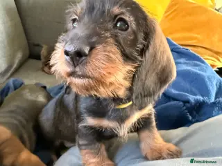Dachshund dogs Standard Wire Haired Dachshund (2puppies left ) - Advert 11