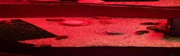 Quail poultry for sale: Coturnix Quail in Malpas - Advert 4
