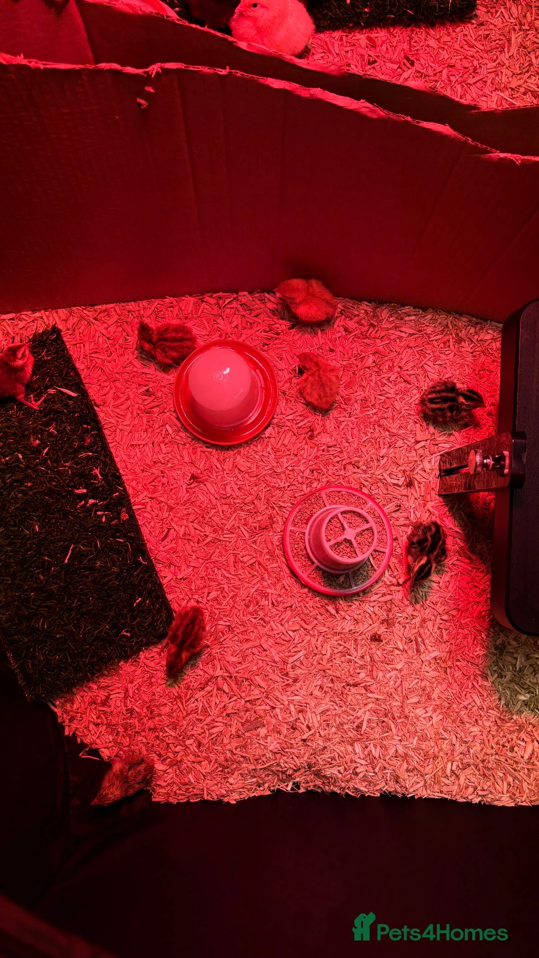 Quail poultry for sale: Coturnix Quail in Malpas - Advert 4