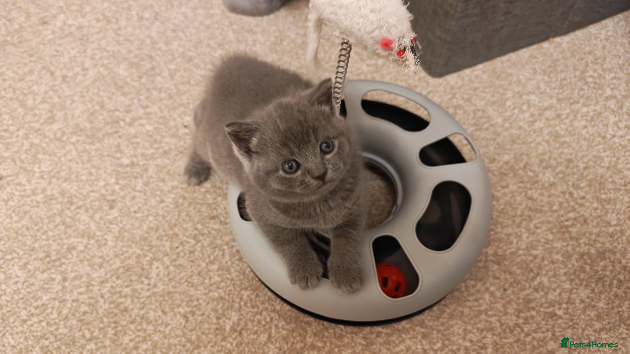 British Shorthair cats ✨British Shorthair Kittens Ready for Loving Home!✨ - Advert 3