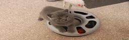 British Shorthair cats for sale: ✨British Shorthair Kittens Ready for Loving Home!✨ - Advert 7