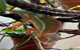 Chameleon reptiles for sale: 2.5yo panther chameleon - Image 2