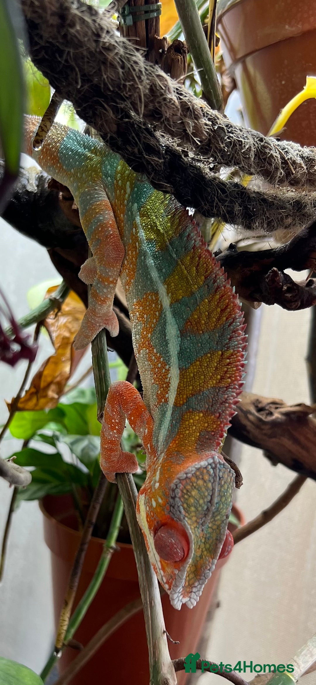 Chameleon reptiles for sale: 2.5yo panther chameleon - Image 2