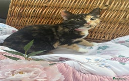 Mixed Breed cats for sale: 2 girl rescue kittens - Image 9