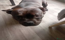 Mixed Breed dogs for sale: Pocket bully  - Image 3