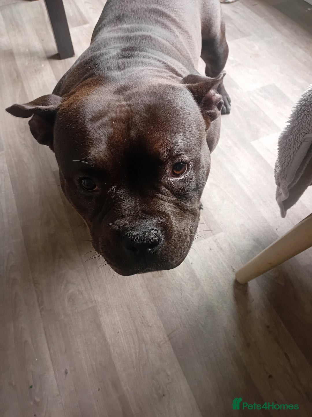 Mixed Breed dogs for sale: Pocket bully  - Image 3
