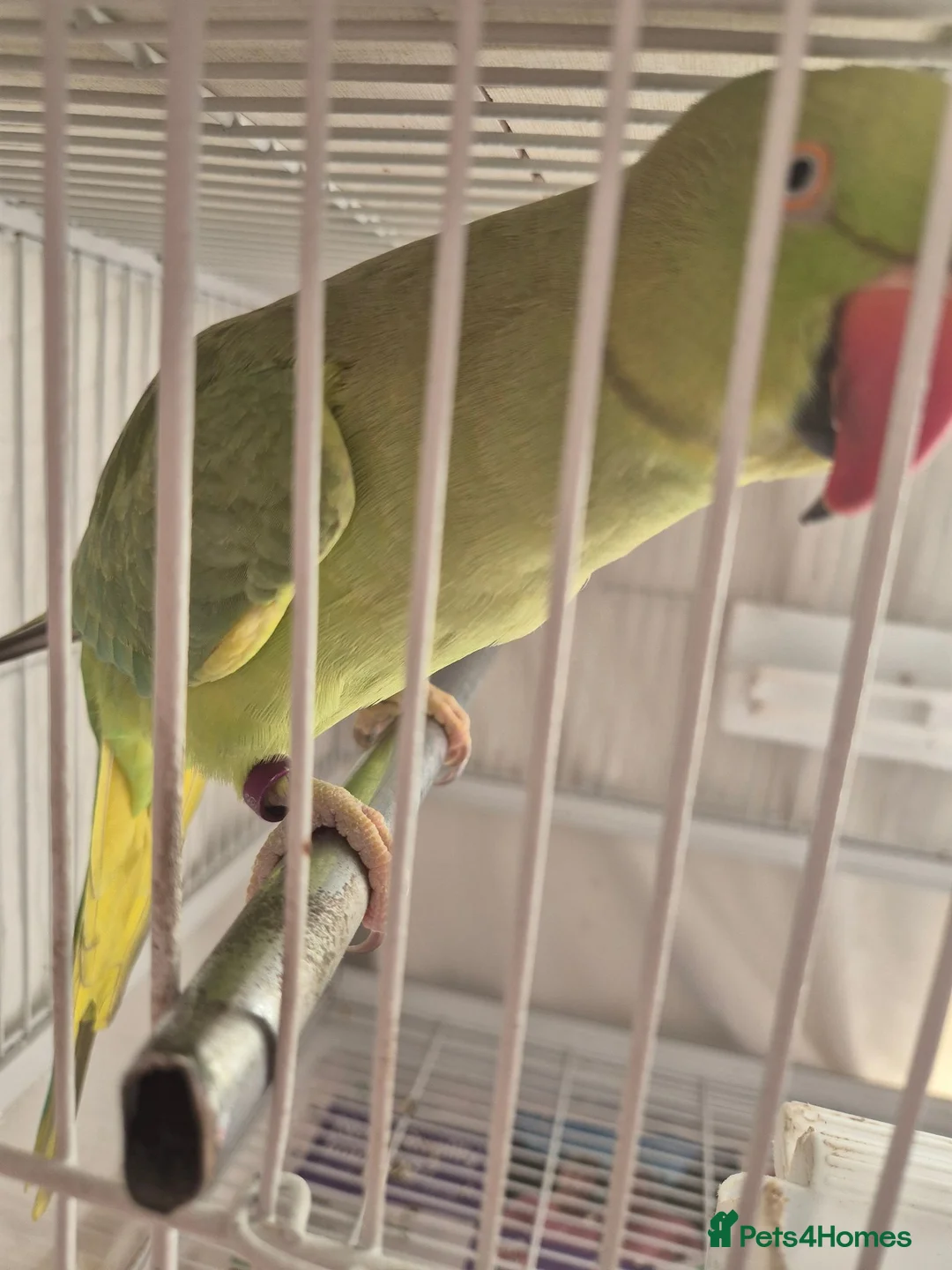 Parrots birds for sale: Ringneck parrot  in Hounslow - Advert 5