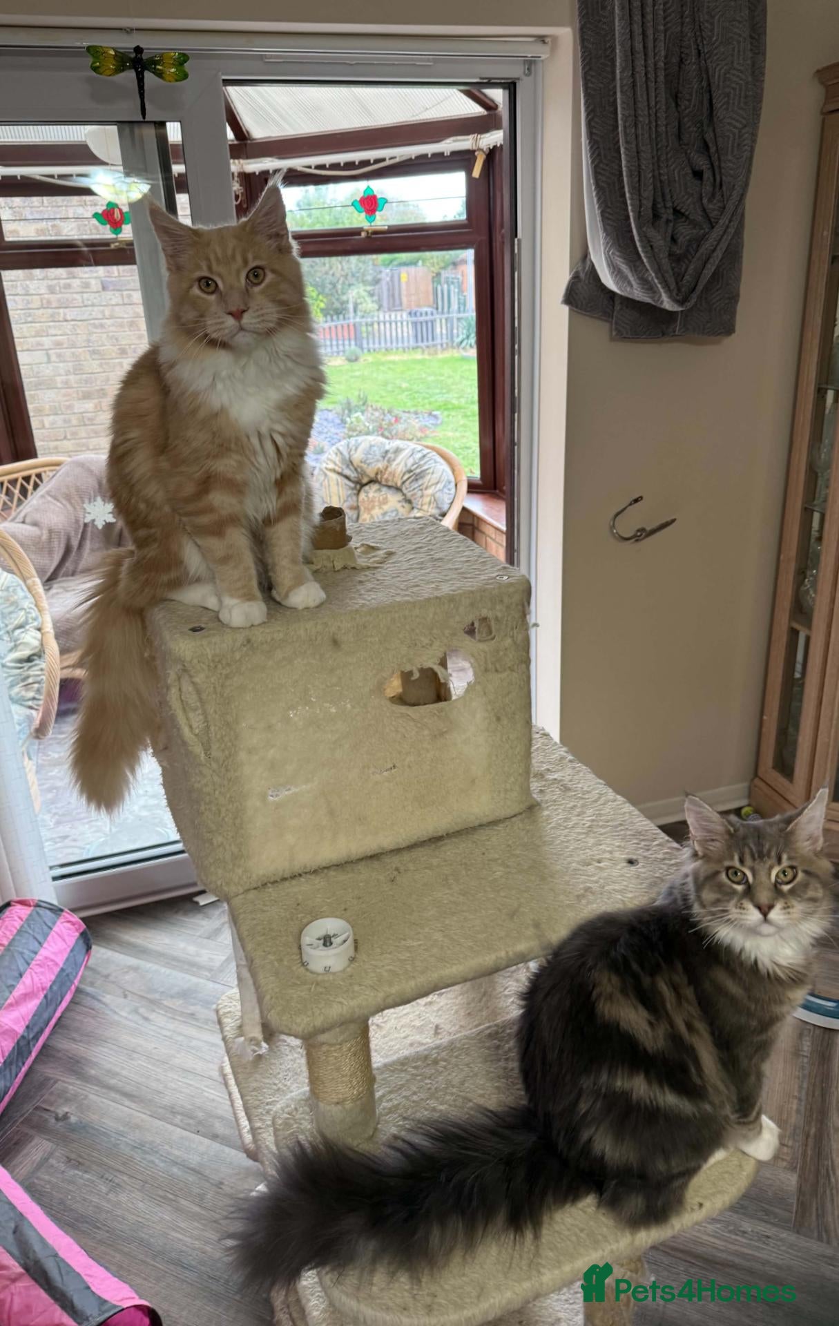 Maine Coon cats for sale: Large Pedigree TICA Maine Coon kittens ready now - Advert 18