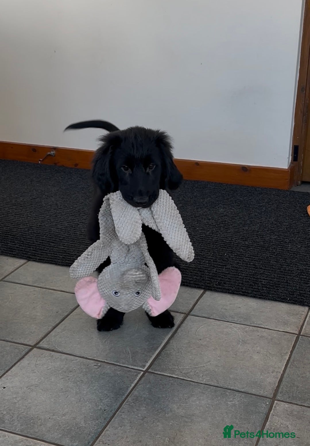 Flat coated Retriever dogs for sale: Male black Flatcoat Retriever puppy for sale  - Advert 2