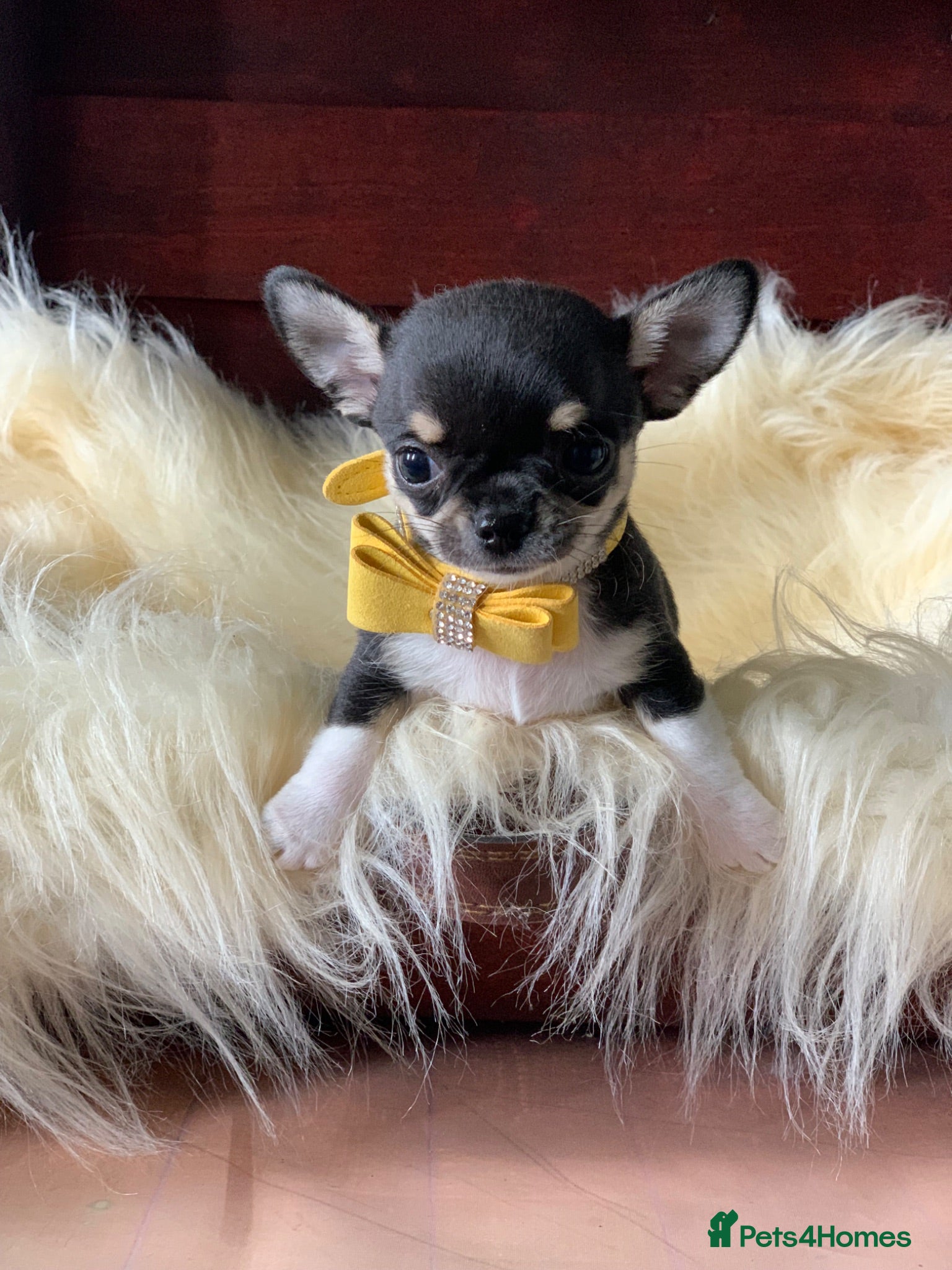 Chihuahua dogs 5* LICENSED GORGEOUS💕 KC CHIHUAHUA LITTER - Advert 7