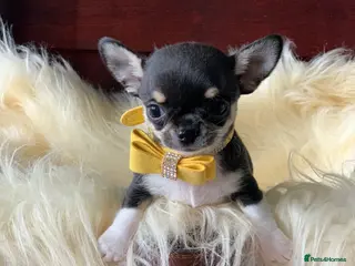 Chihuahua dogs 5* LICENSED GORGEOUS💕 KC CHIHUAHUA LITTER - Advert 7