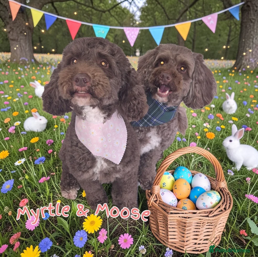 Sproodle dogs for sale: Sproodles  - Advert 2
