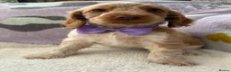 Cocker Spaniel dogs for sale: KC Reg Show Cocker Spaniel Girl READY NOW - Advert 8