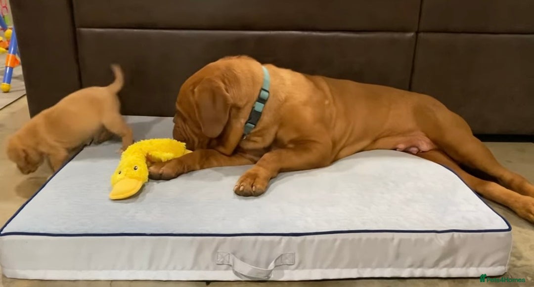 Mastiff dogs for sale: American Mastiff Males - Advert 4