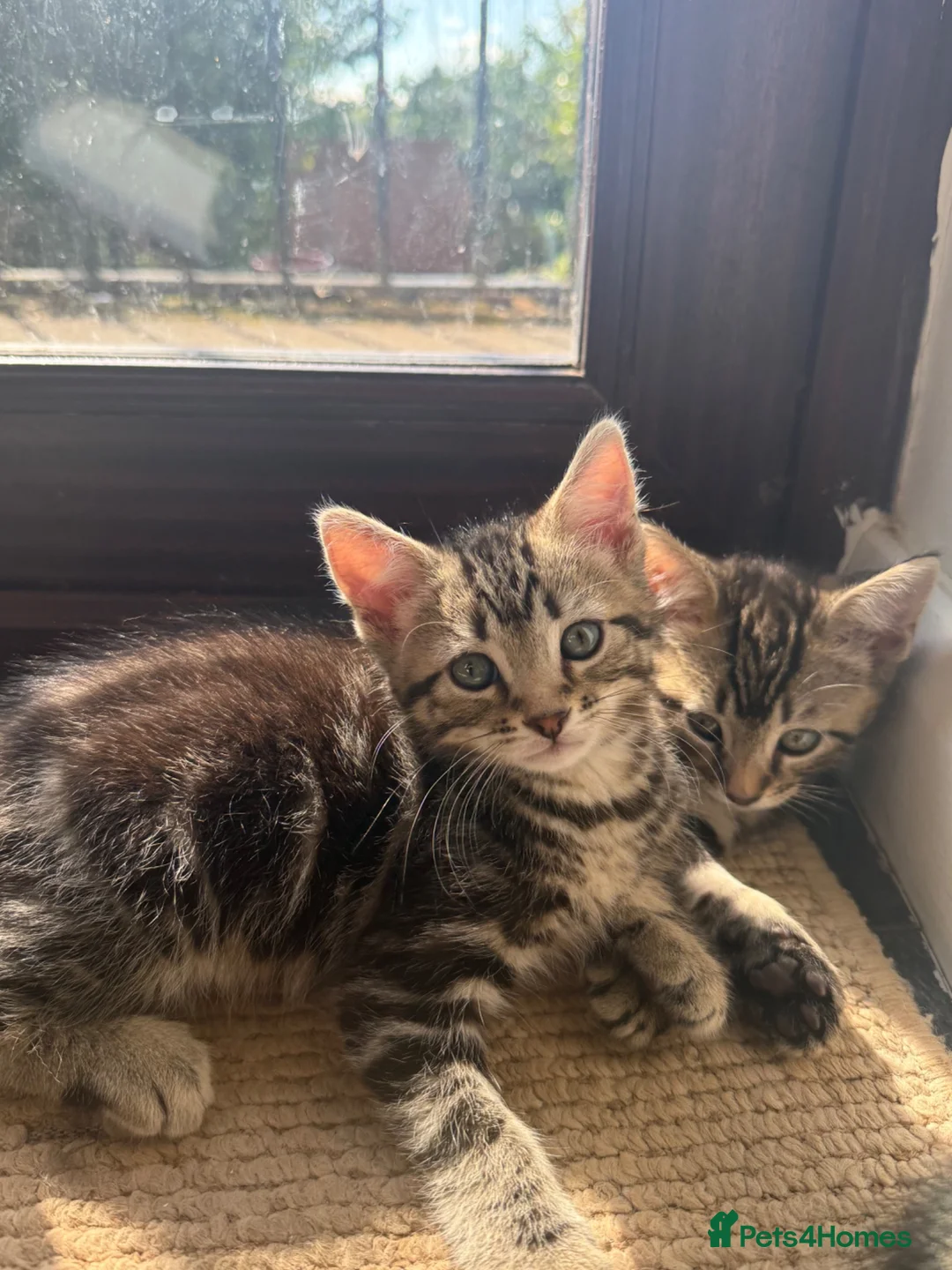 Mixed Breed cats for sale: Tabby Kittens  - Advert 12
