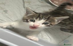 Bengal cats for sale: Bengal Calico kittens  - Image 16