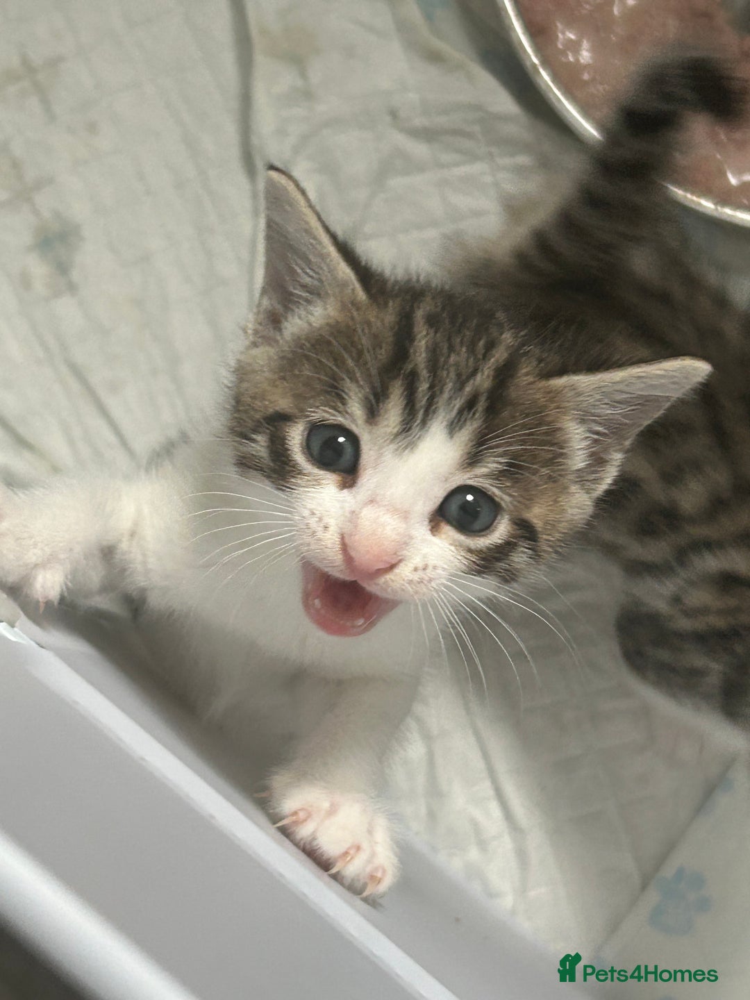 Bengal cats for sale: Bengal Calico kittens  - Image 16