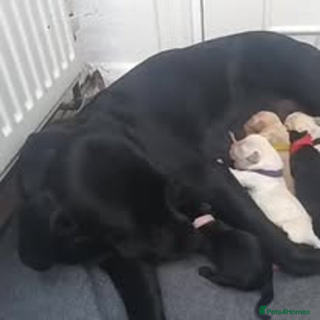 Labrador Retriever dogs for sale: Labrador Puppies for sale in London -KC registered - Image 22