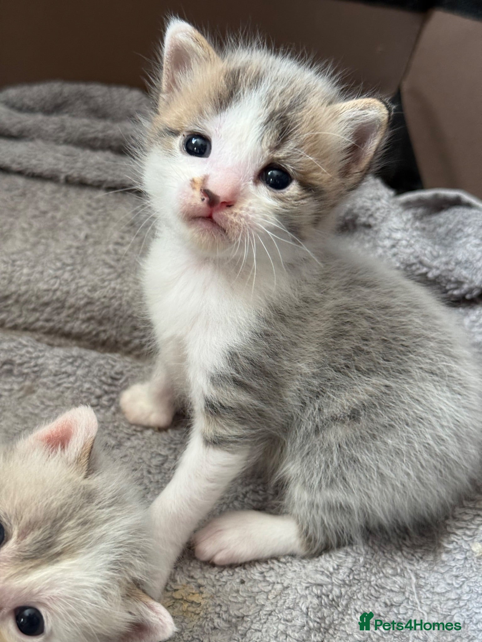 Mixed Breed cats 1 boy left.  - Advert 1
