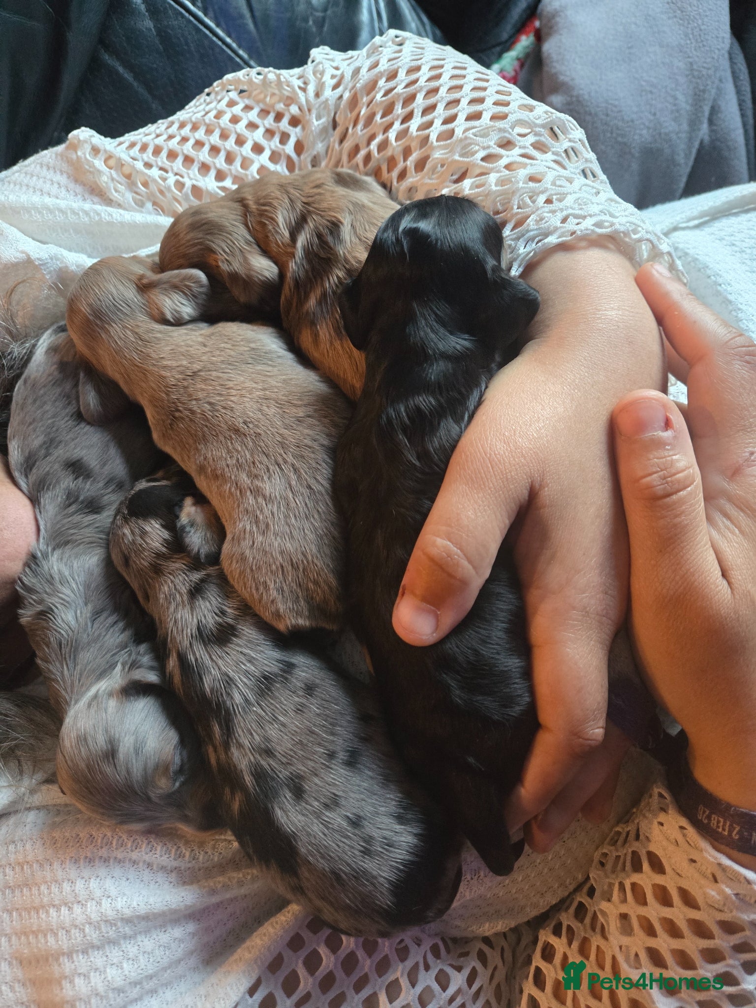 Dachshund dogs for sale: 5 gorgeous dachshund puppies for loving homes in Ludlow - Advert 19