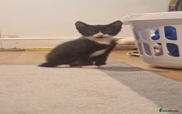 Mixed Breed cats for sale: 3 black and white kittens  - Image 4
